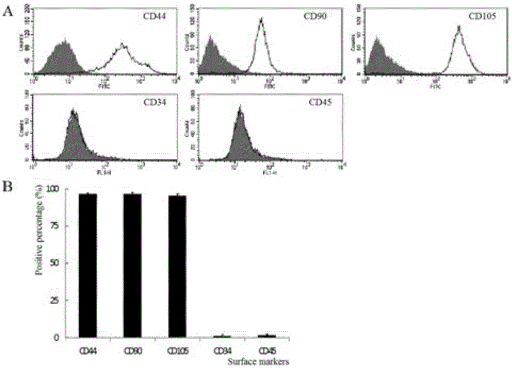 Mesenchymal stem cells from meniscus tissues as well as preparation method and identification thereof