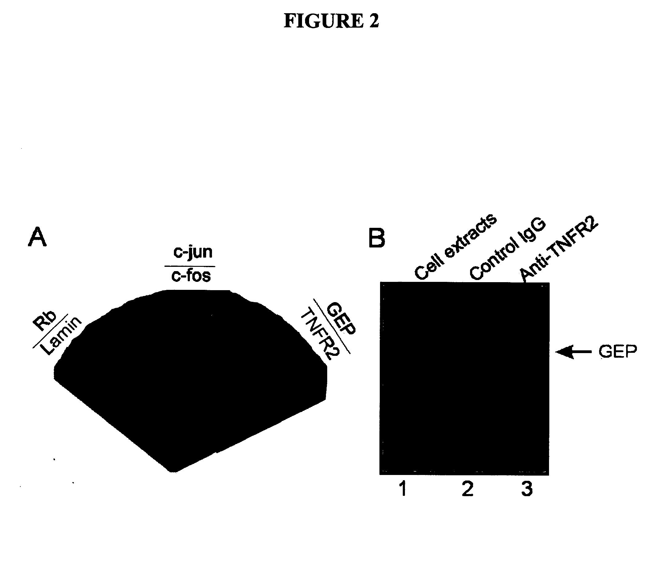 Peptides targeting TNF family receptors and antagonizing TNF action, compositions, methods and uses thereof