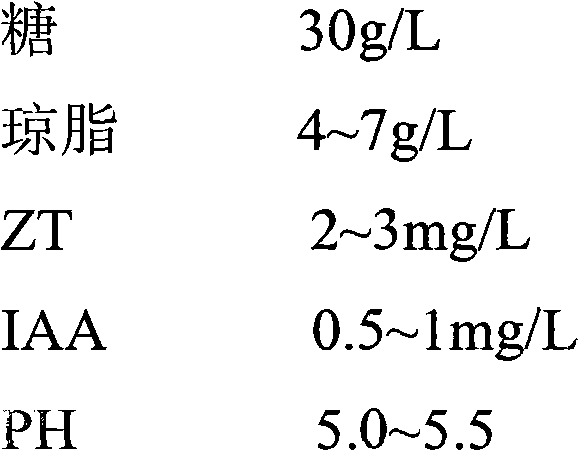 Tissue culture and fast propagation method of South China Sea azalea