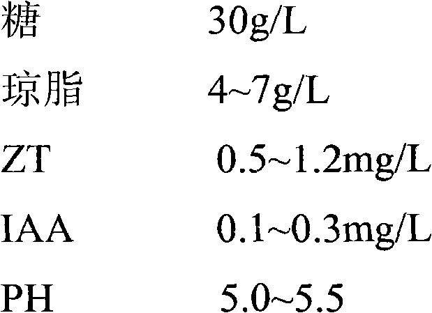 Tissue culture and fast propagation method of South China Sea azalea