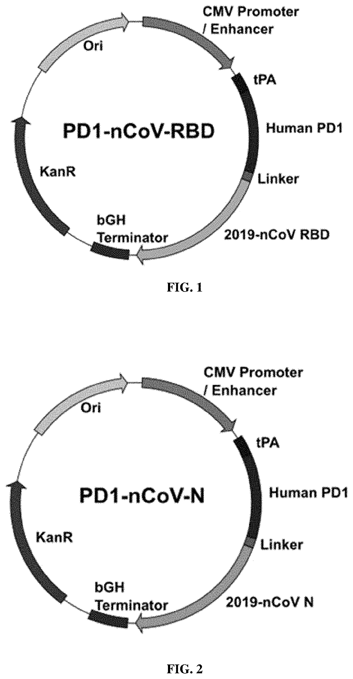 Pd-1-based vaccines against coronavirus infection