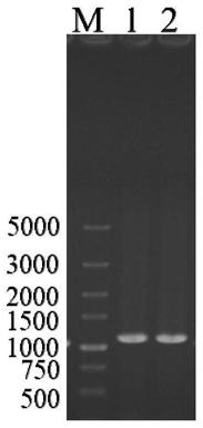 Preparation of boldenone by sequential conversion of Arthrobacter simplex and genetically-engineered yeast strain