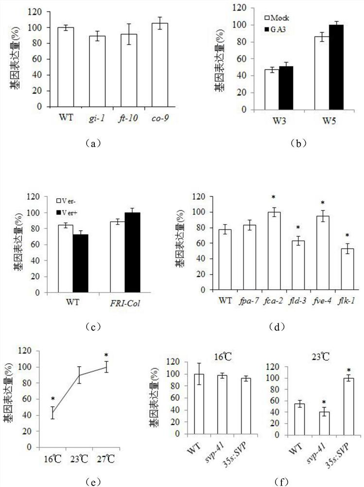 Application of TGA7 gene in regulation and control of flowering period of plant