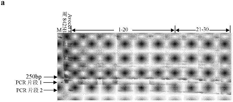 Method for assisted selection of wheat variety with stripe rust resistance and special PCR reagent used therein
