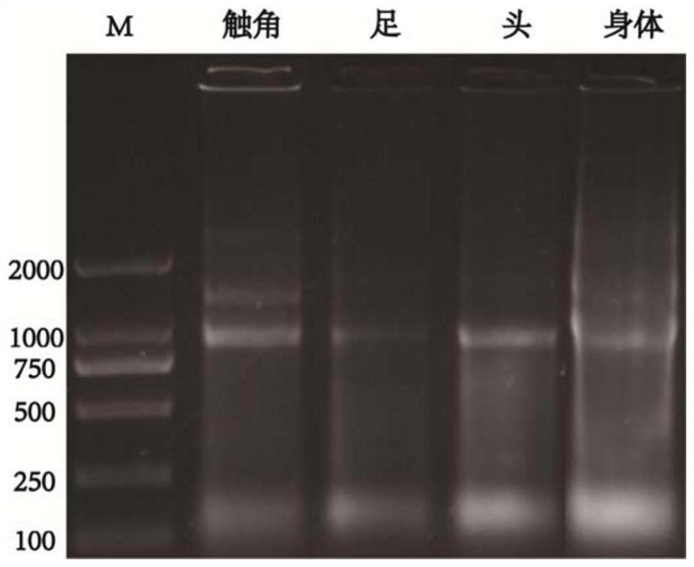 Peach aphid odorant binding protein and application thereof