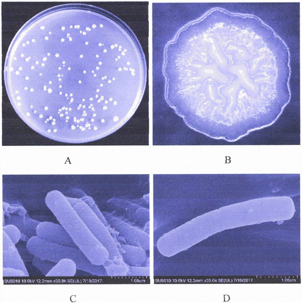 Bacillus velezensis and its application in plants