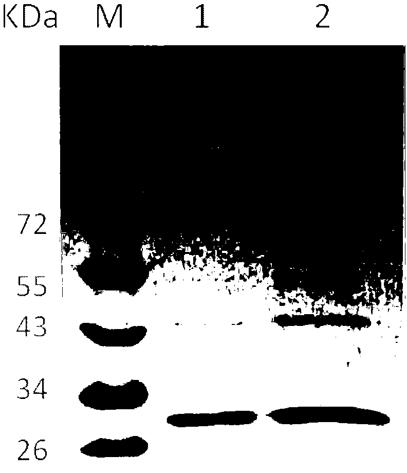 7 alpha-hydroxysteroid dehydrogenase as well as coding gene and application thereof