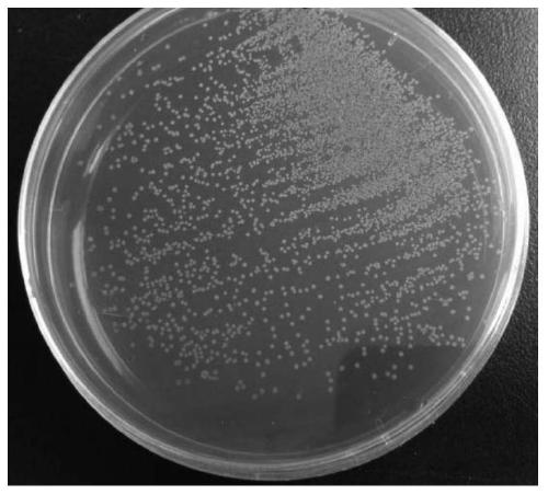 A strain of Lactobacillus jensenii and its pharmaceutical application