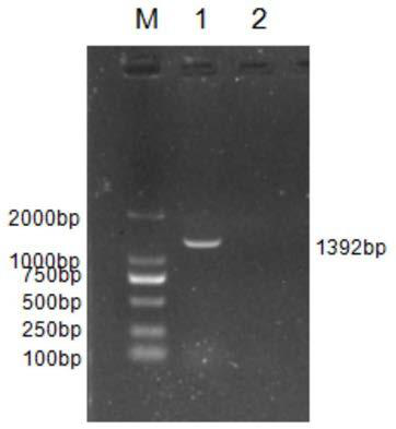 Siniperca chuatsi ranairidovirus and rhabdovirus duplex PCR detection kit and detection method
