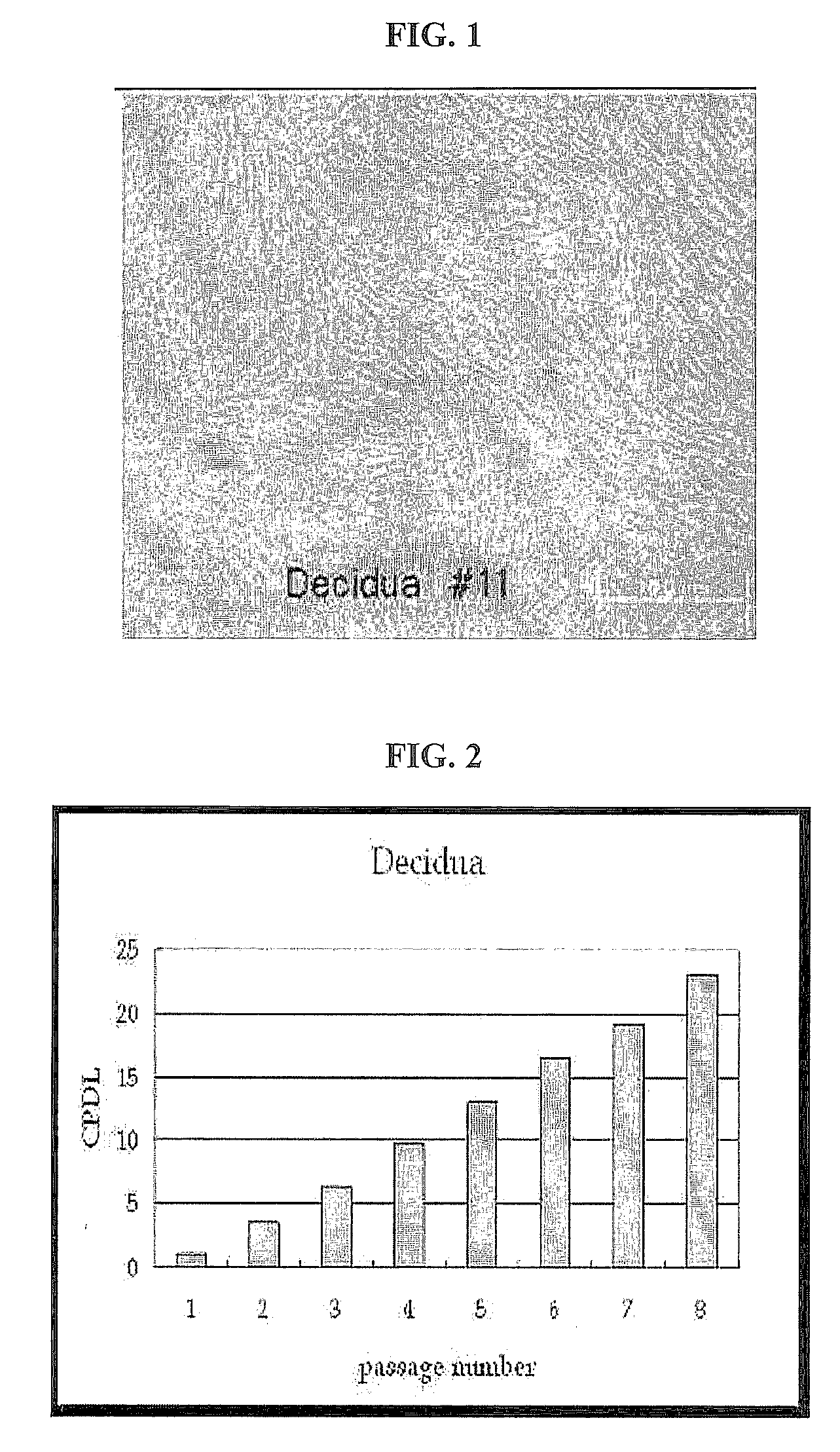 Cellular therapeutic agent for incontinence or urine comprising stem cells originated from decidua or adipose