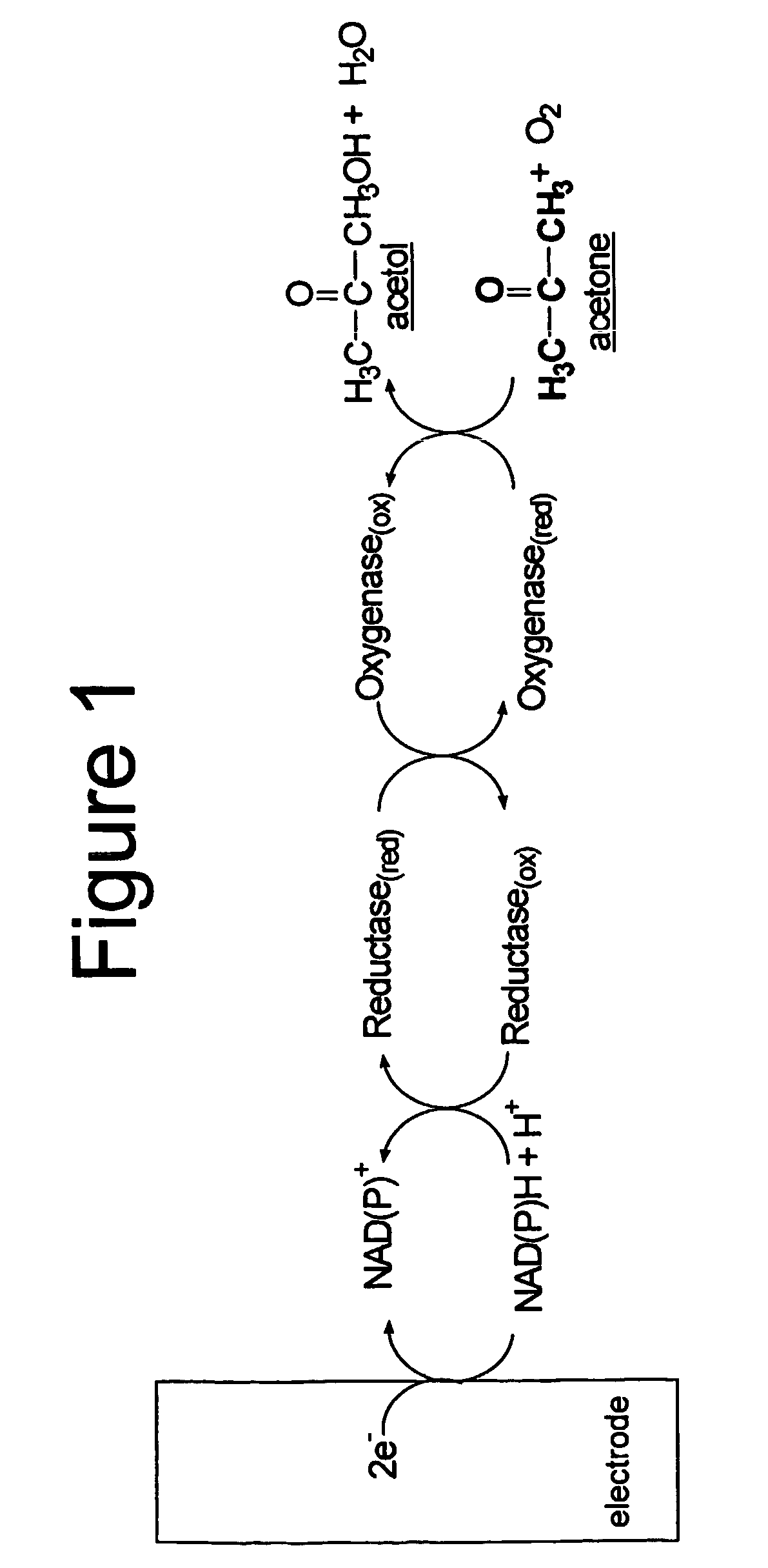 Enzyme-based system and sensor for measuring acetone
