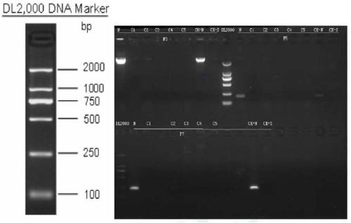 Specific fragment for nitrate-assimilation bacillus megatherium and application thereof
