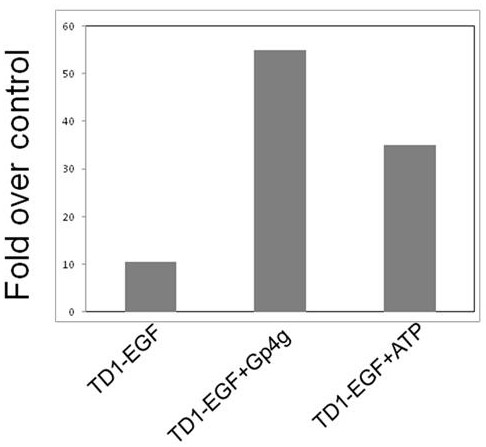 A composition for promoting transdermal absorption and its application