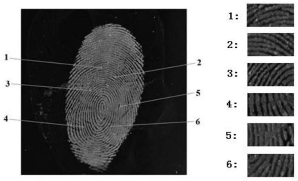 Application of a diarylethene compound in fluorescent color development of fingerprints