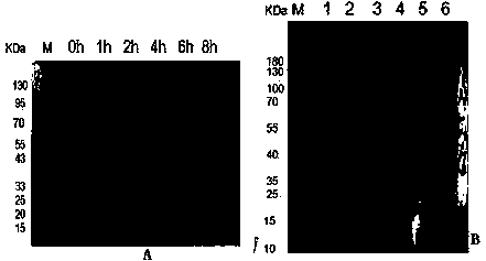 Schistosoma japonicum katsurada antibody detection kit with detection protein having red fluorescence activity