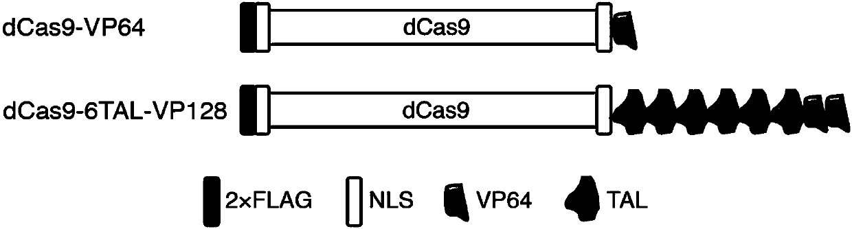 High-efficiency artificial activating transcription factor dCas9-TV, and coding gene and applications thereof