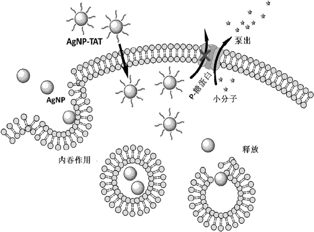 Biological active peptide modified nano-silver and preparation method and applications thereof