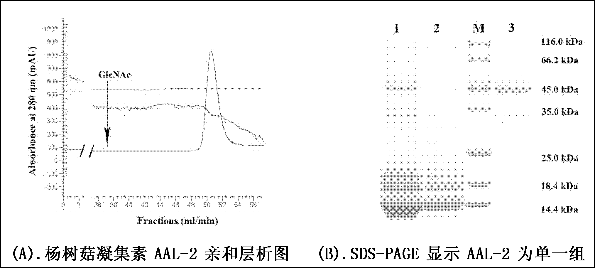 Agrocybe aegerita lectin AAL-2 and coding gene thereof, preparation method and application thereof