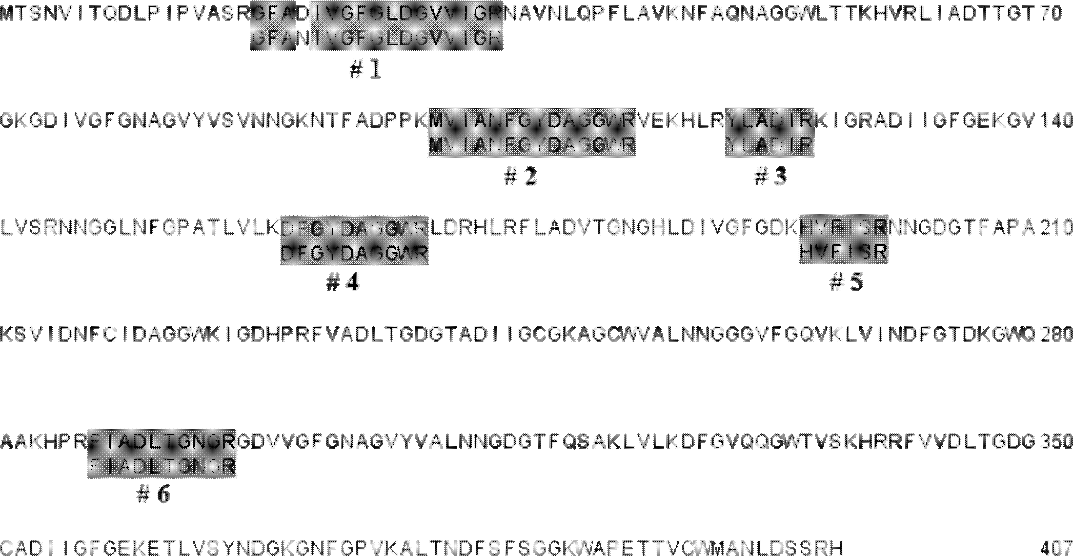 Agrocybe aegerita lectin AAL-2 and coding gene thereof, preparation method and application thereof
