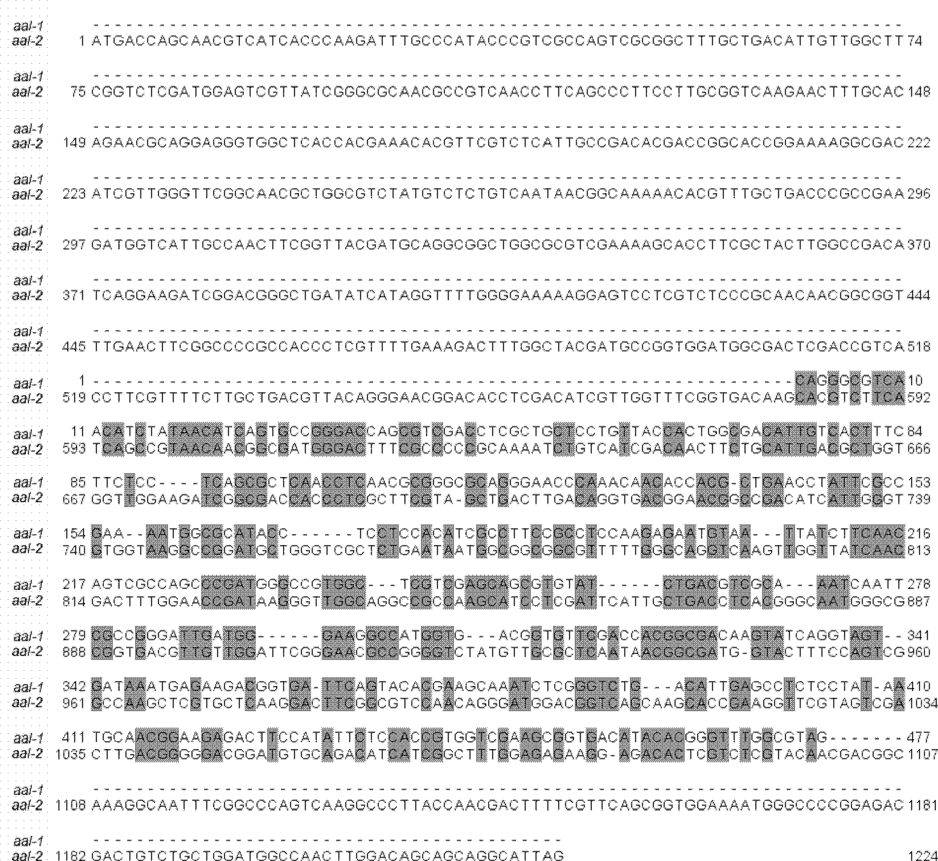 Agrocybe aegerita lectin AAL-2 and coding gene thereof, preparation method and application thereof