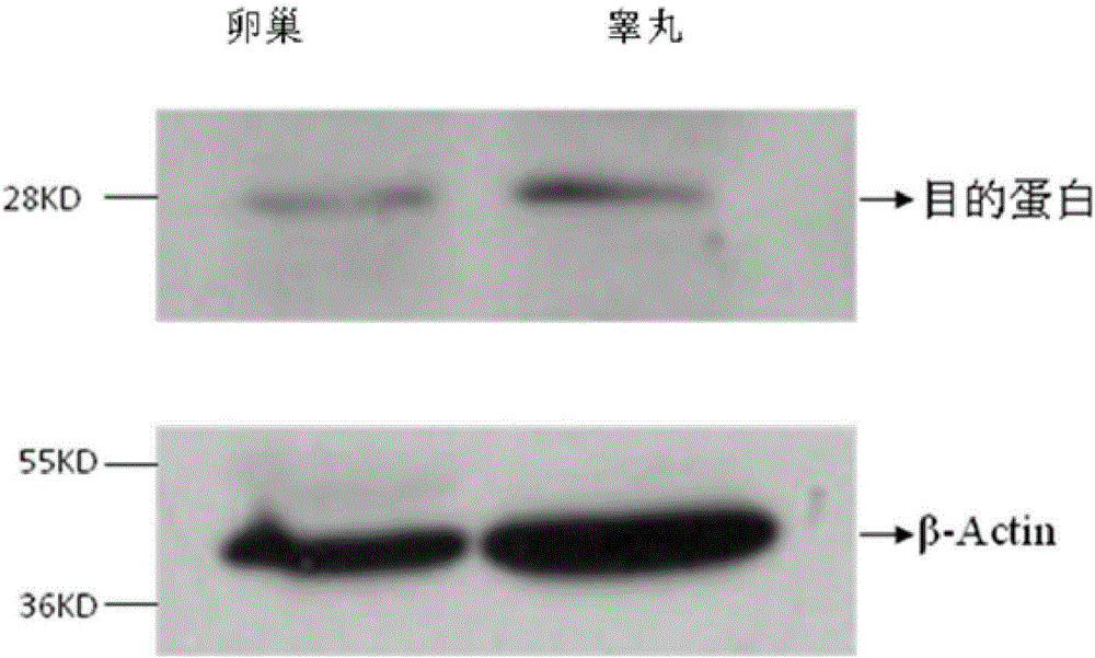 Preparation and applications of giant panda follicle-stimulating hormone beta subunit monoclonal antibody