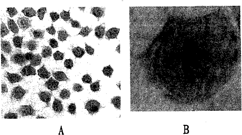 A kind of magnetic compound and its preparation method and application