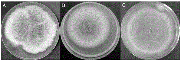 Special composite microbial fertilizer for radix psuedostellariae, and preparation method and application thereof