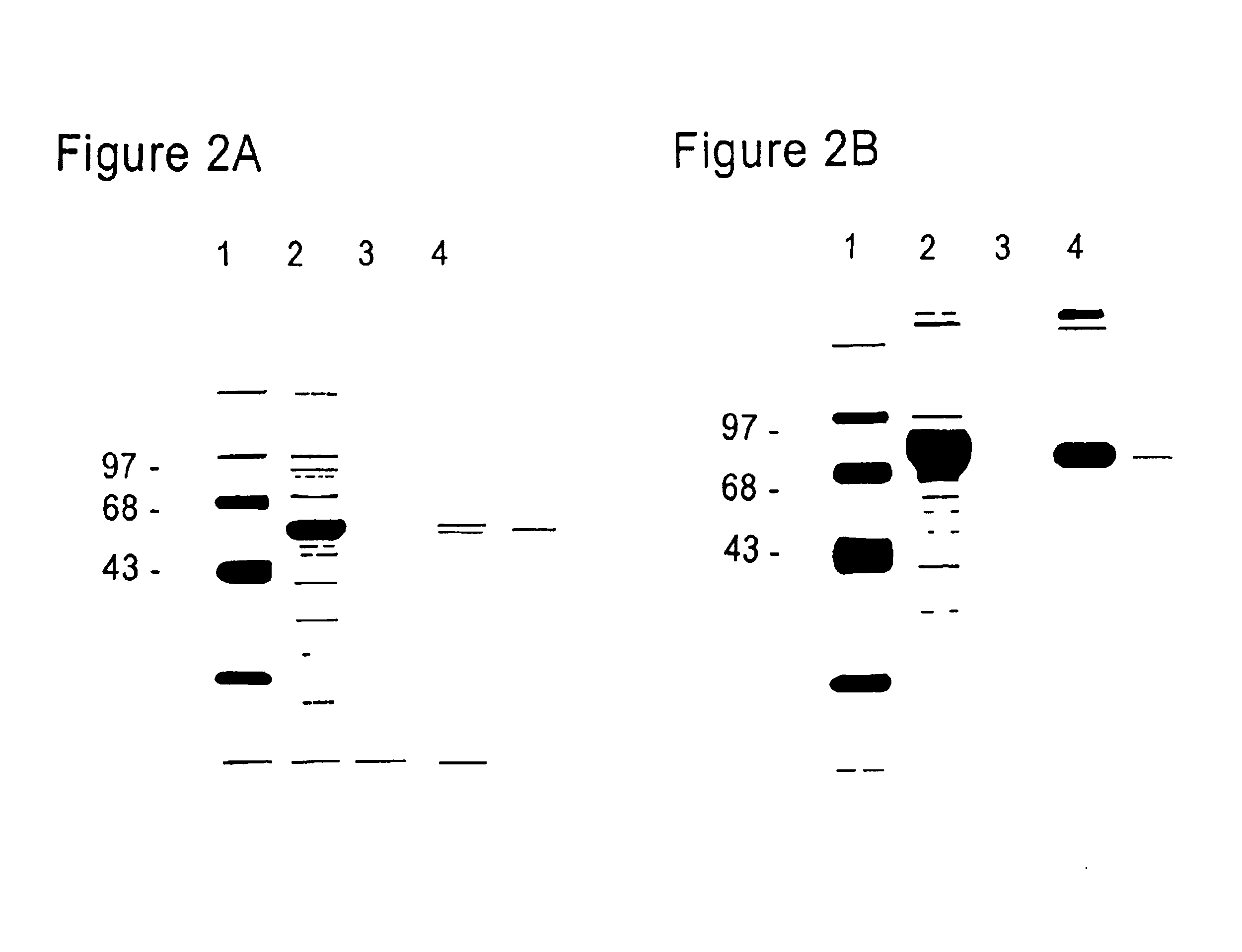 FcεPE chimeric protein for targeted treatment of allergy responses, a method for its production and pharmaceutical compositions containing the same