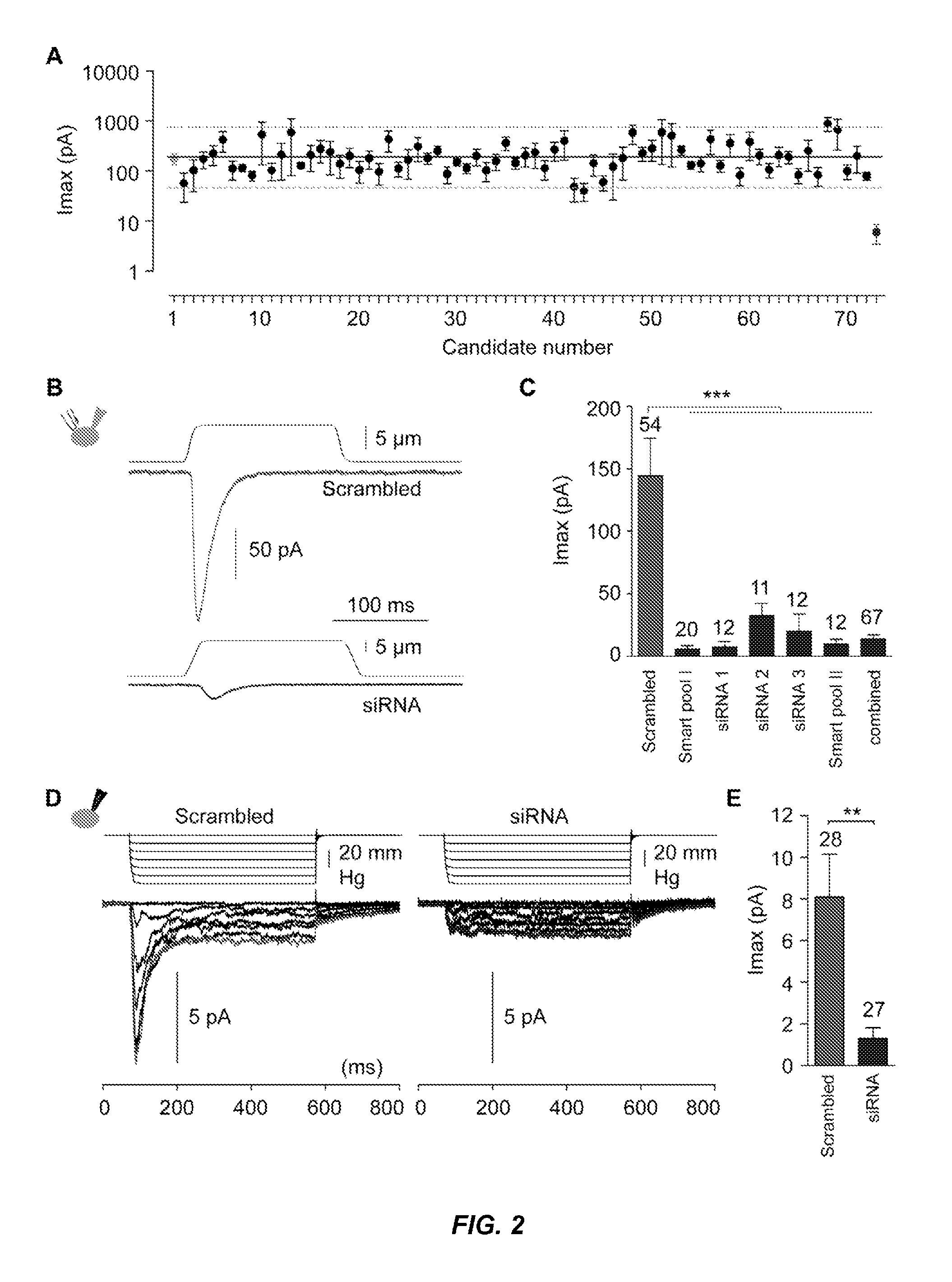 Mechanically-Activated Cation Channels