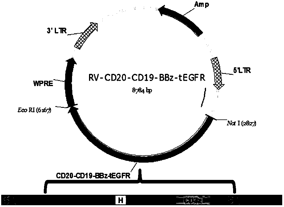 Dual-target chimeric antigen receptor and use thereof