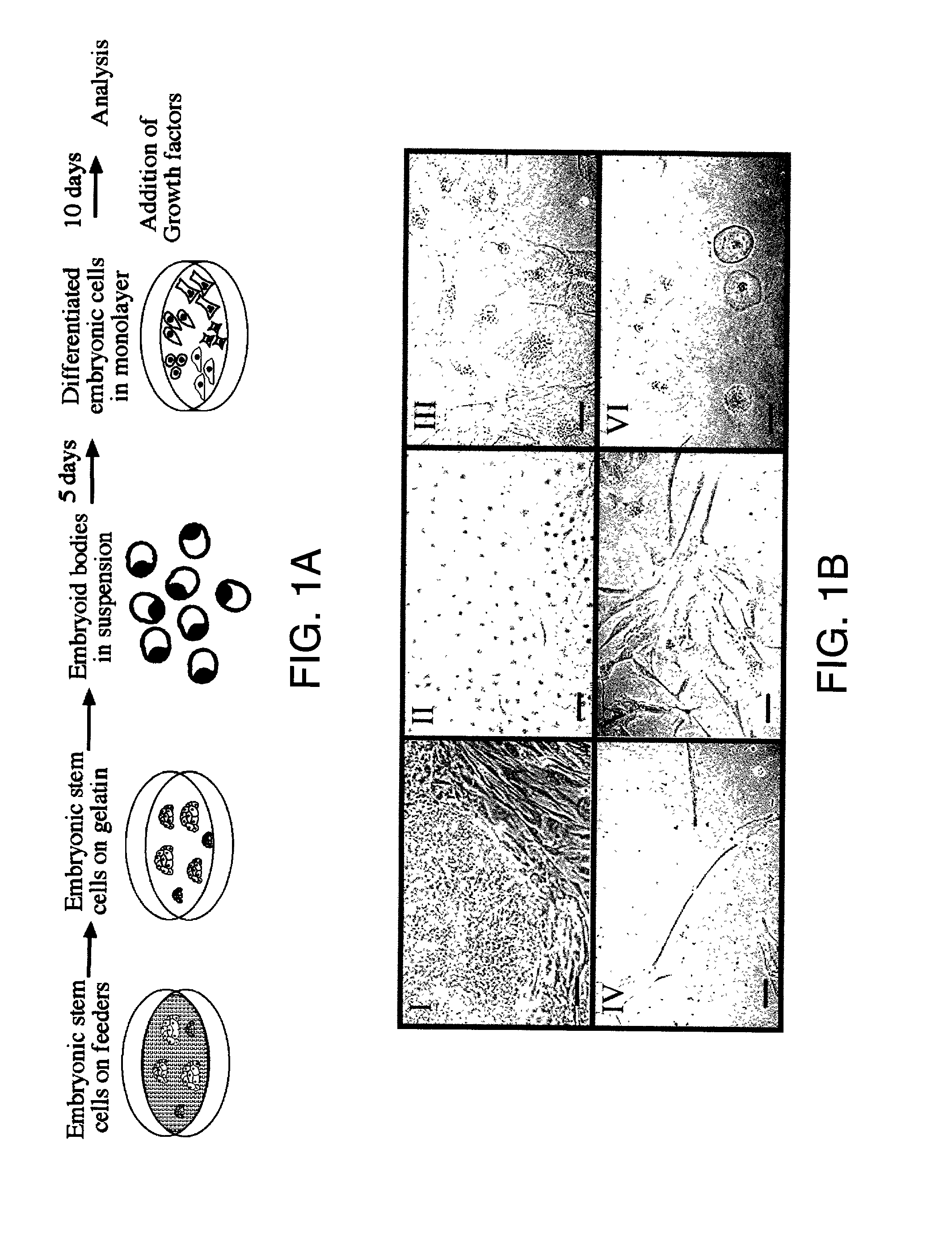 Directed differentiation of embryonic cells