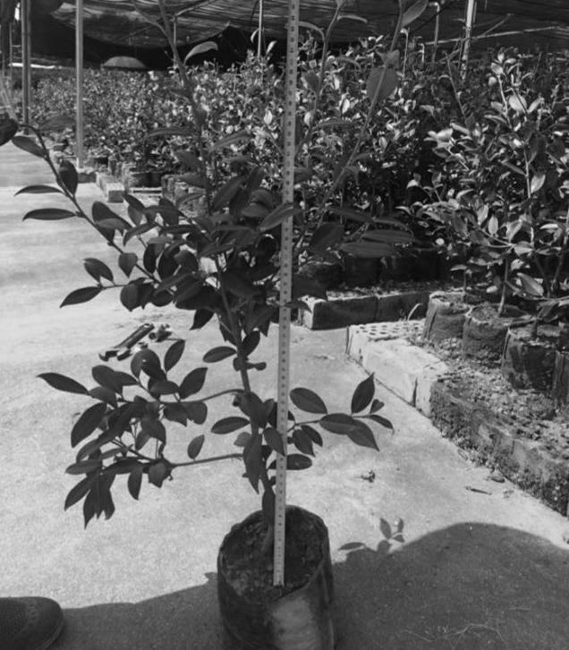 A kind of method for cultivating large cup seedlings of camellia oleifera