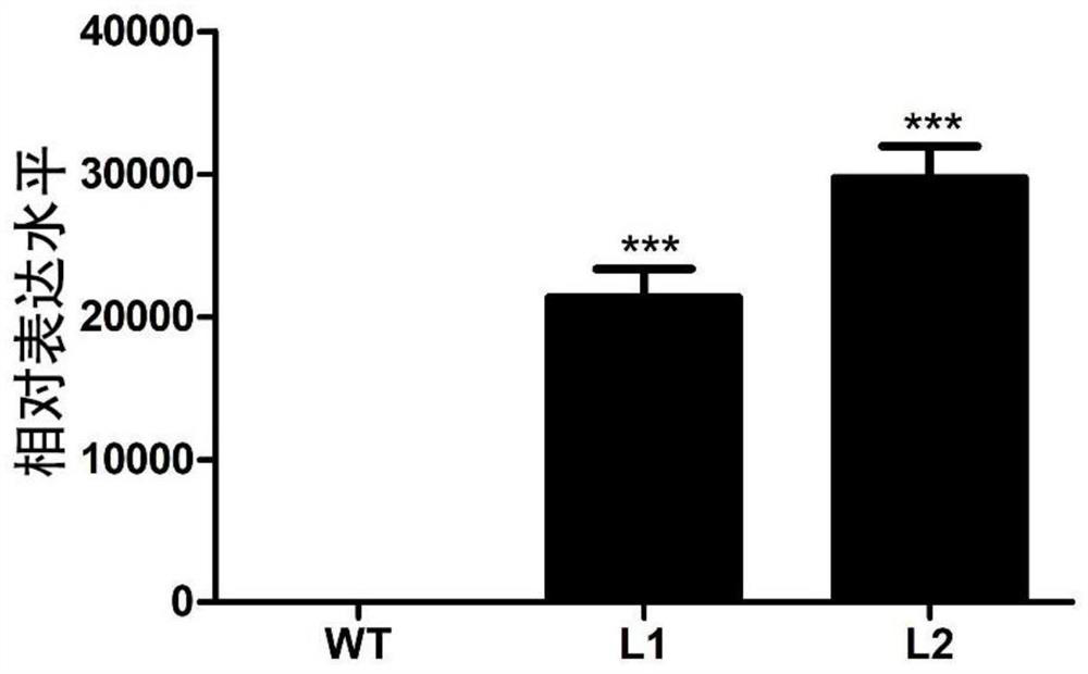 Application of cotton ghaco gene in promoting plant flowering