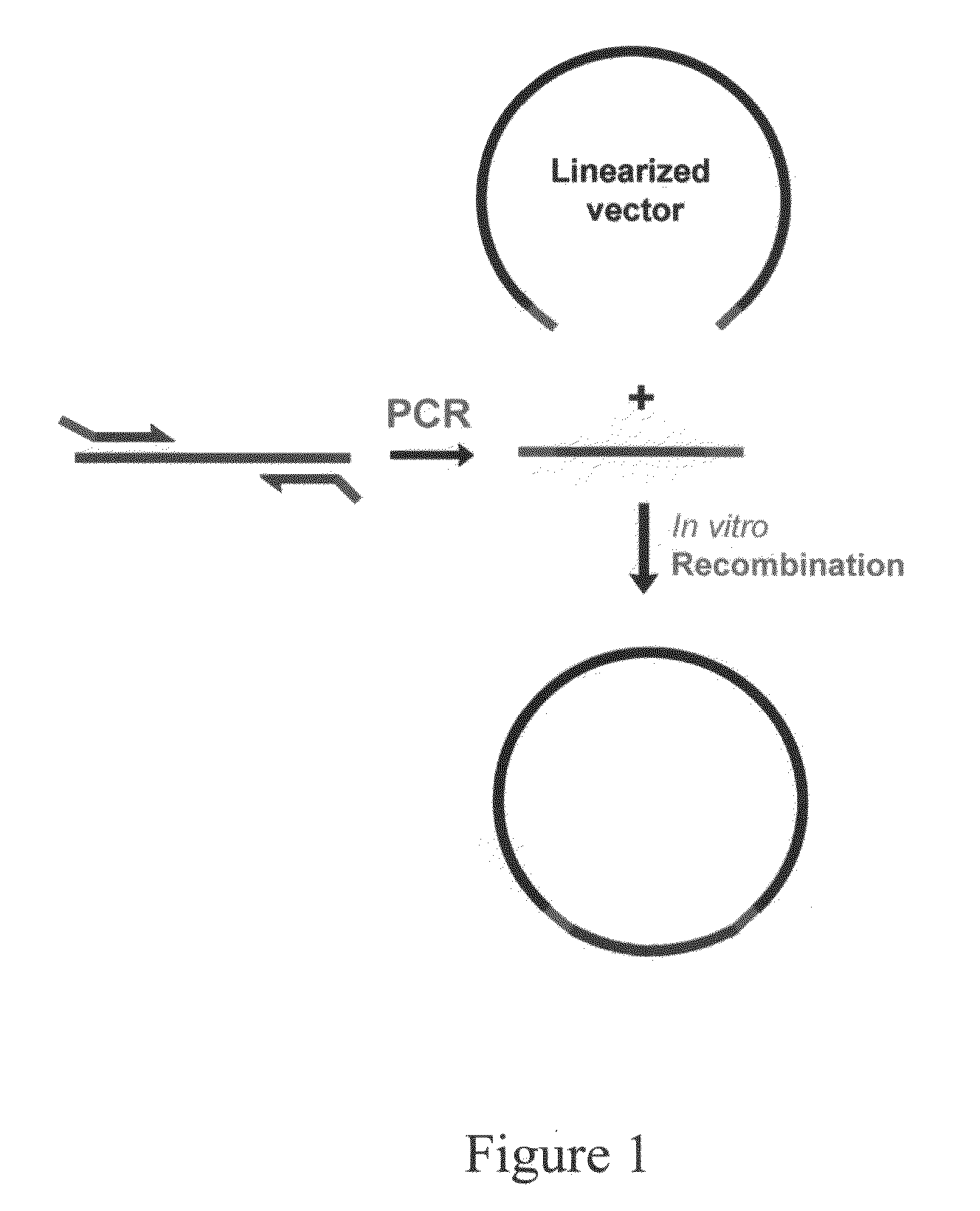 Homologous recombination-based DNA cloning methods and compositions