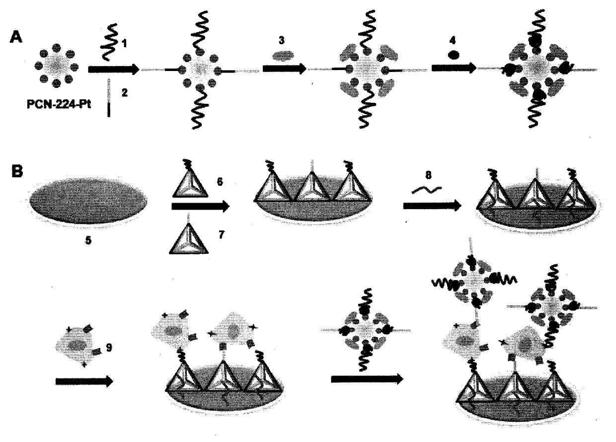 Biosensor capable of being modified repeatedly and used for detecting tumor cells and preparation method of biosensor