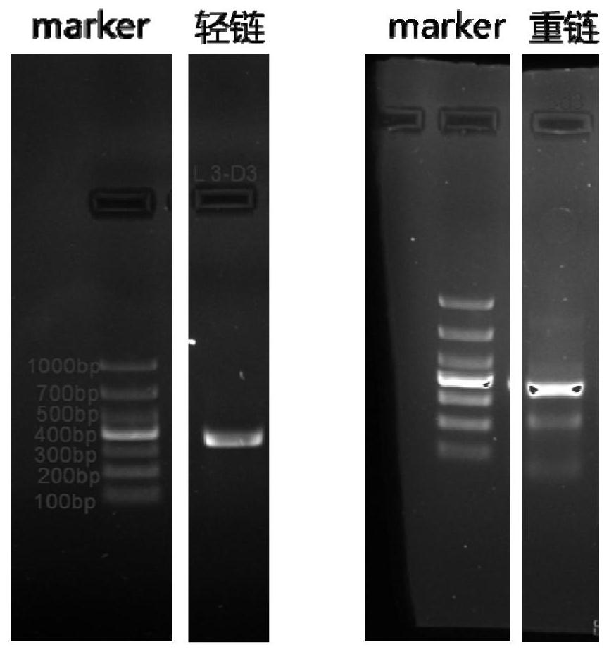 Anti-human CXCL-2 monoclonal antibody 3-D3 as well as coding gene and application thereof