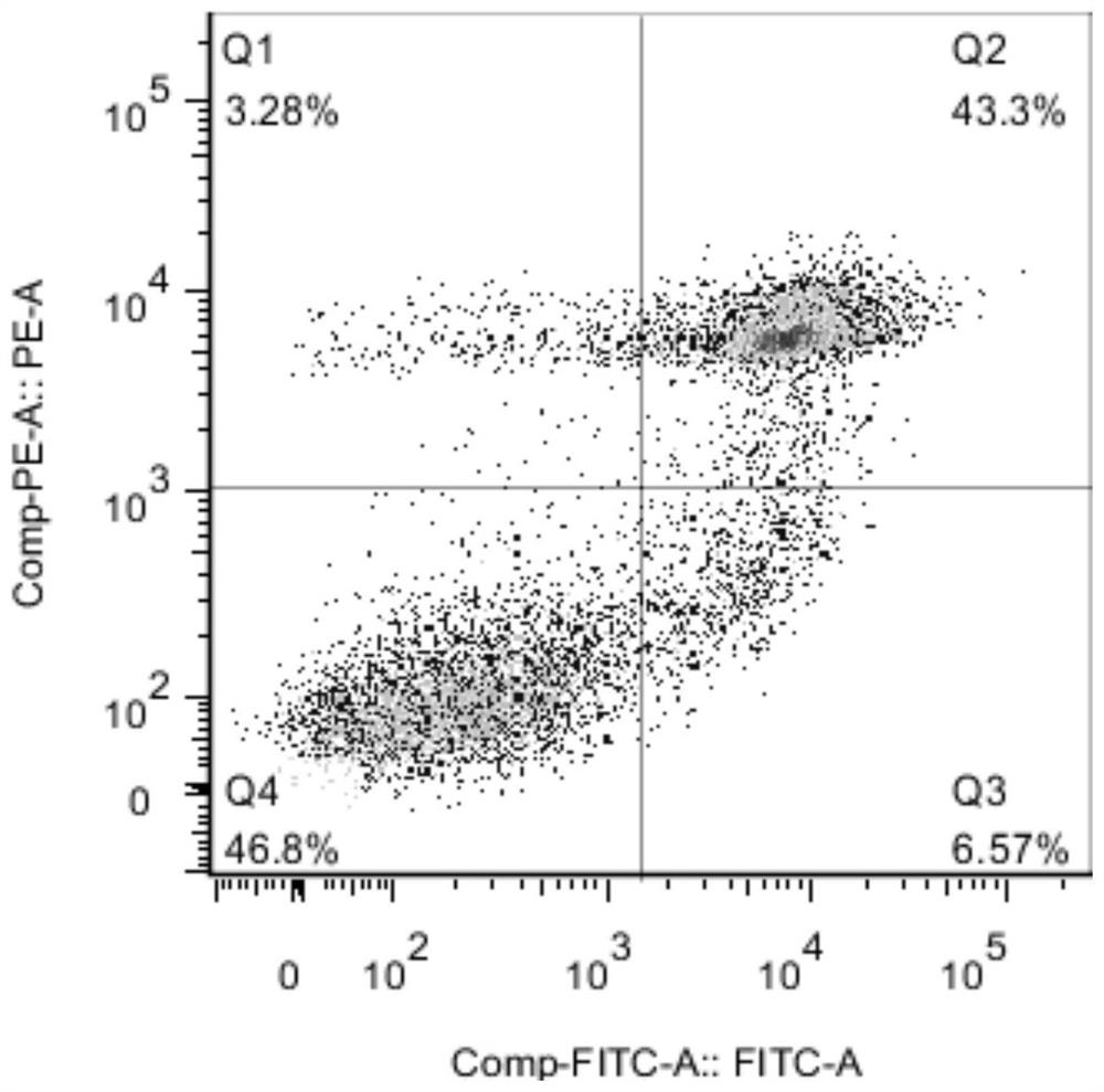 Recombinant Abundant Protein in Late Stage of Embryo Development and Antifreeze Solution Containing It