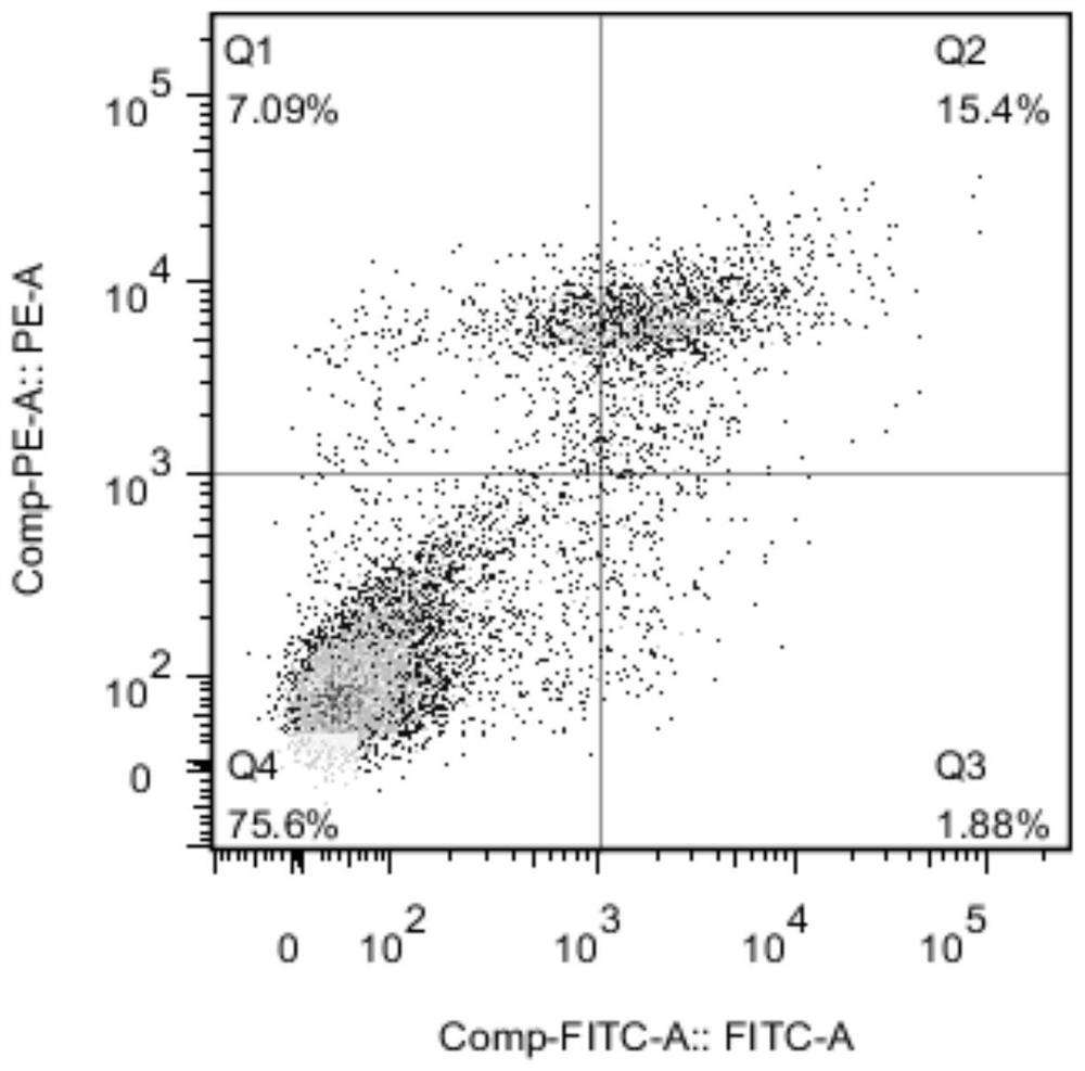 Recombinant Abundant Protein in Late Stage of Embryo Development and Antifreeze Solution Containing It