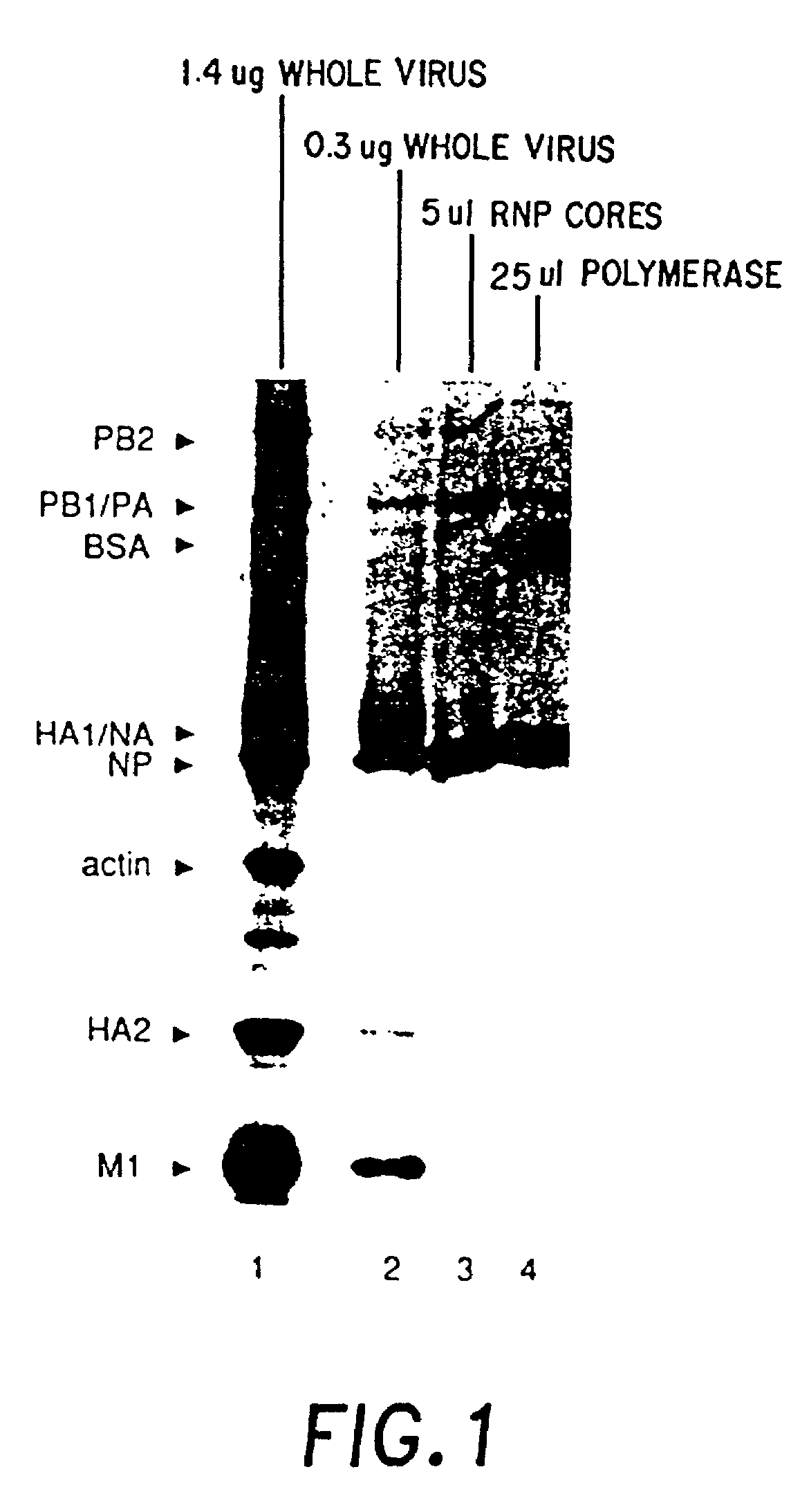 Recombinant negative strand RNA virus expression systems and vaccines