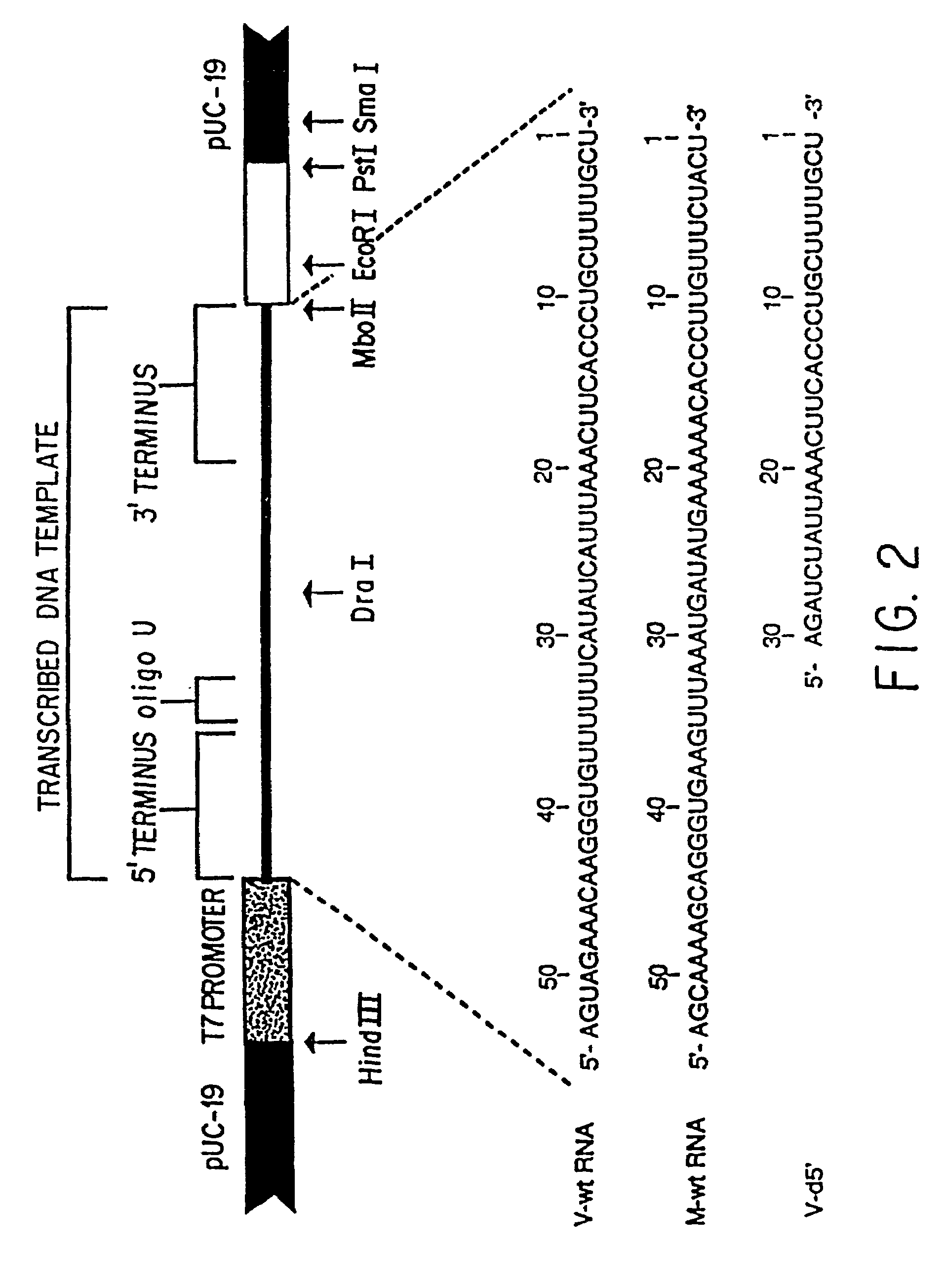 Recombinant negative strand RNA virus expression systems and vaccines