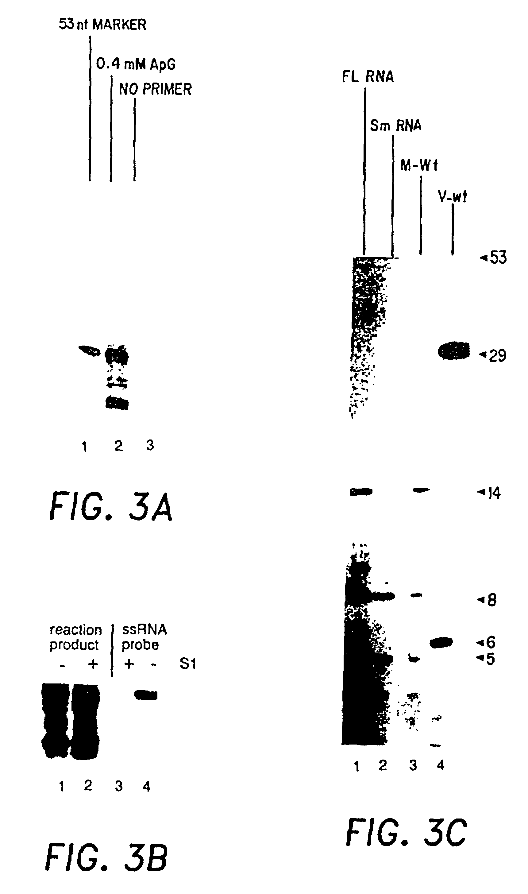 Recombinant negative strand RNA virus expression systems and vaccines