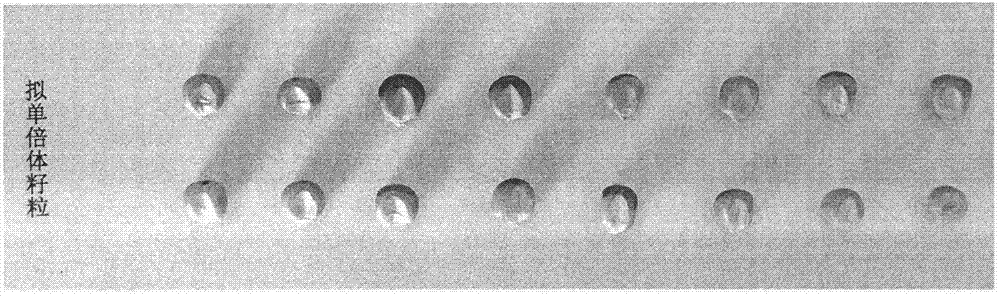 Method for rapidly cultivating transgene maize inbred line