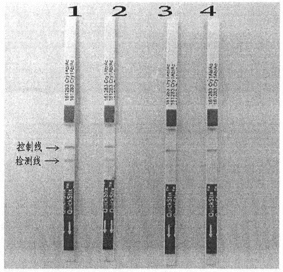 Method for rapidly cultivating transgene maize inbred line