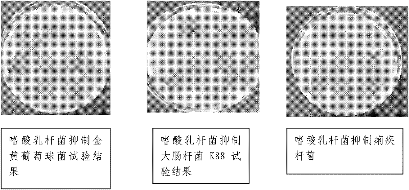 Lactobacillus acidophilus and application thereof and feed additive thereof and premix compound thereof
