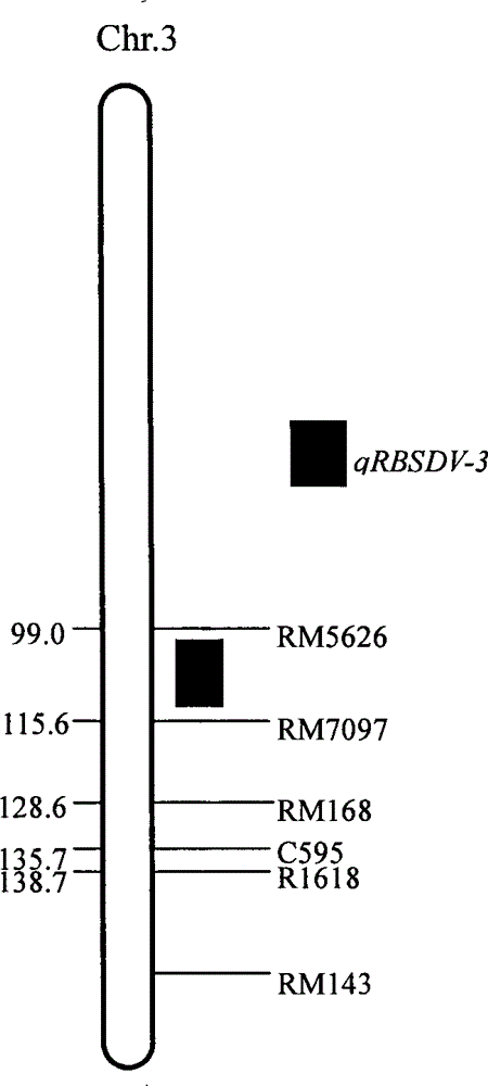 SSR (simple sequence repeat) markers on No.3 chromosome, closely linked to RBSDV (rice black-streaked dwarf virus) resistant QTL (quantitative trait locus) and application thereof