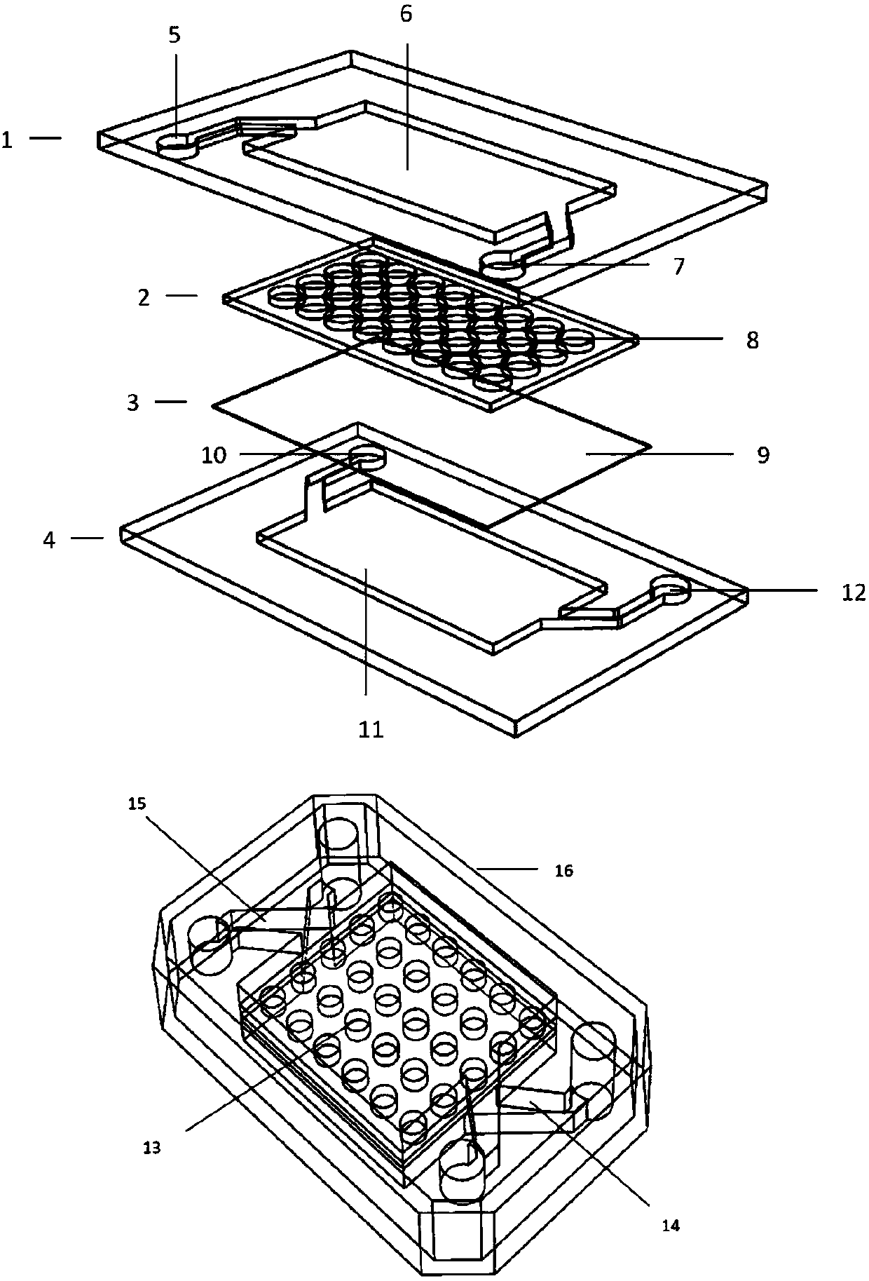 Method for constructing human pancreatic islet organ model based on organ chip