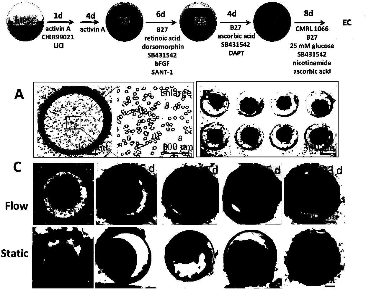 Method for constructing human pancreatic islet organ model based on organ chip