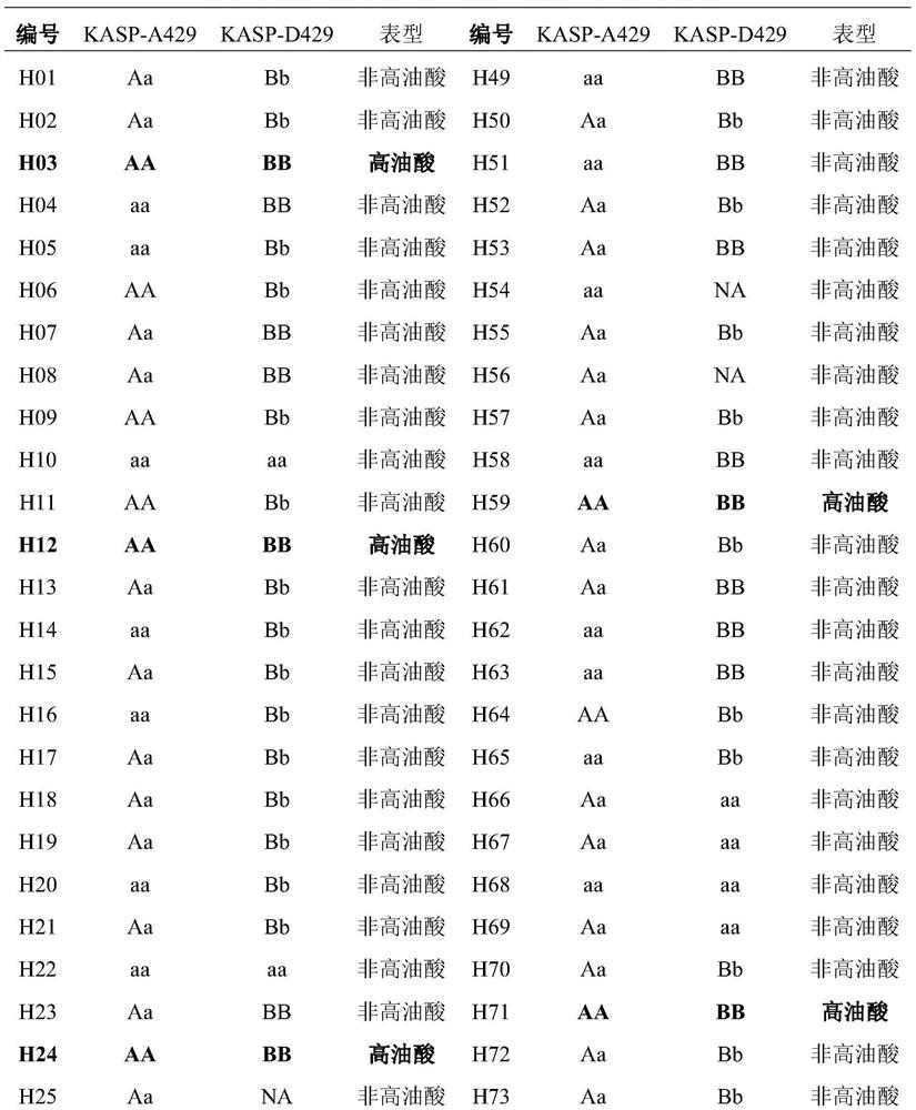 KASP molecular marker for high-throughput detection of high oleic acid mutation site of cotton GhFAD2-1 gene