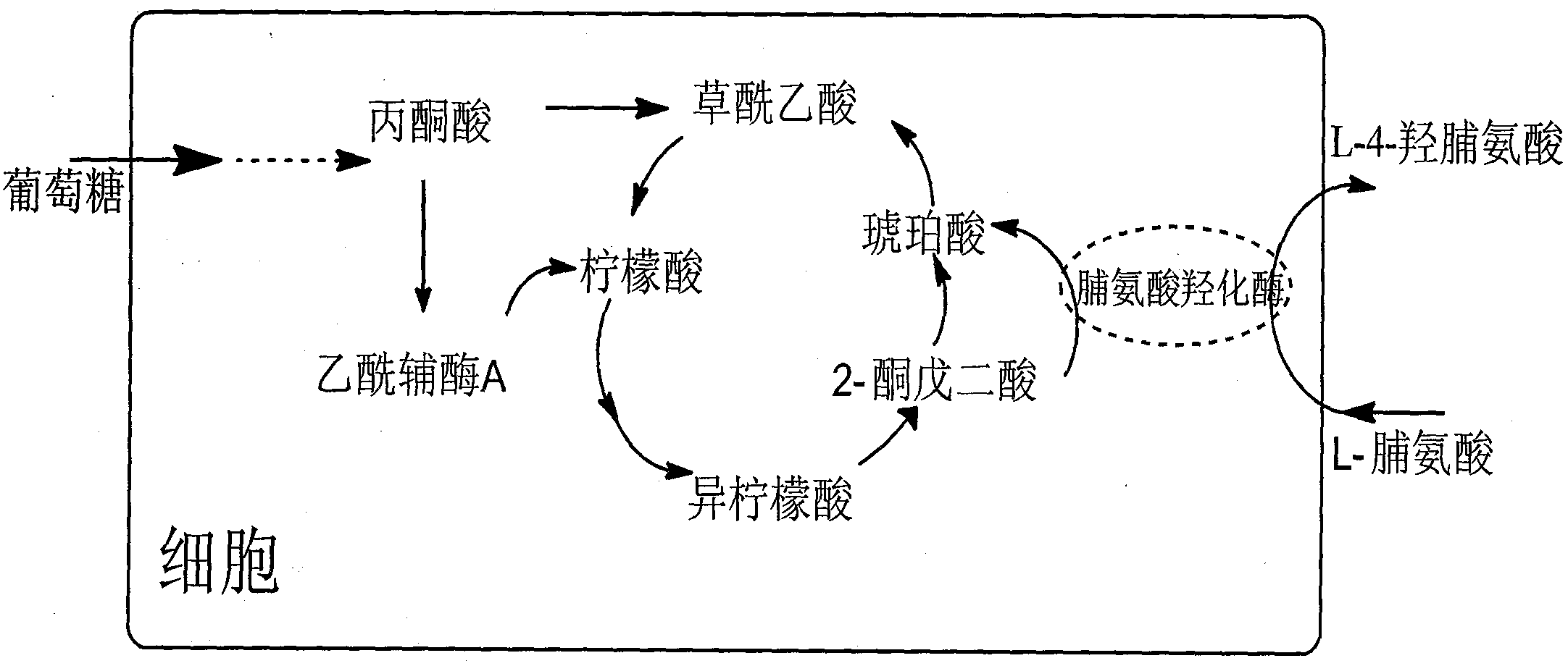 Method for production of L-4-hydroxyproline by using recombinant escherichia coli fermentation