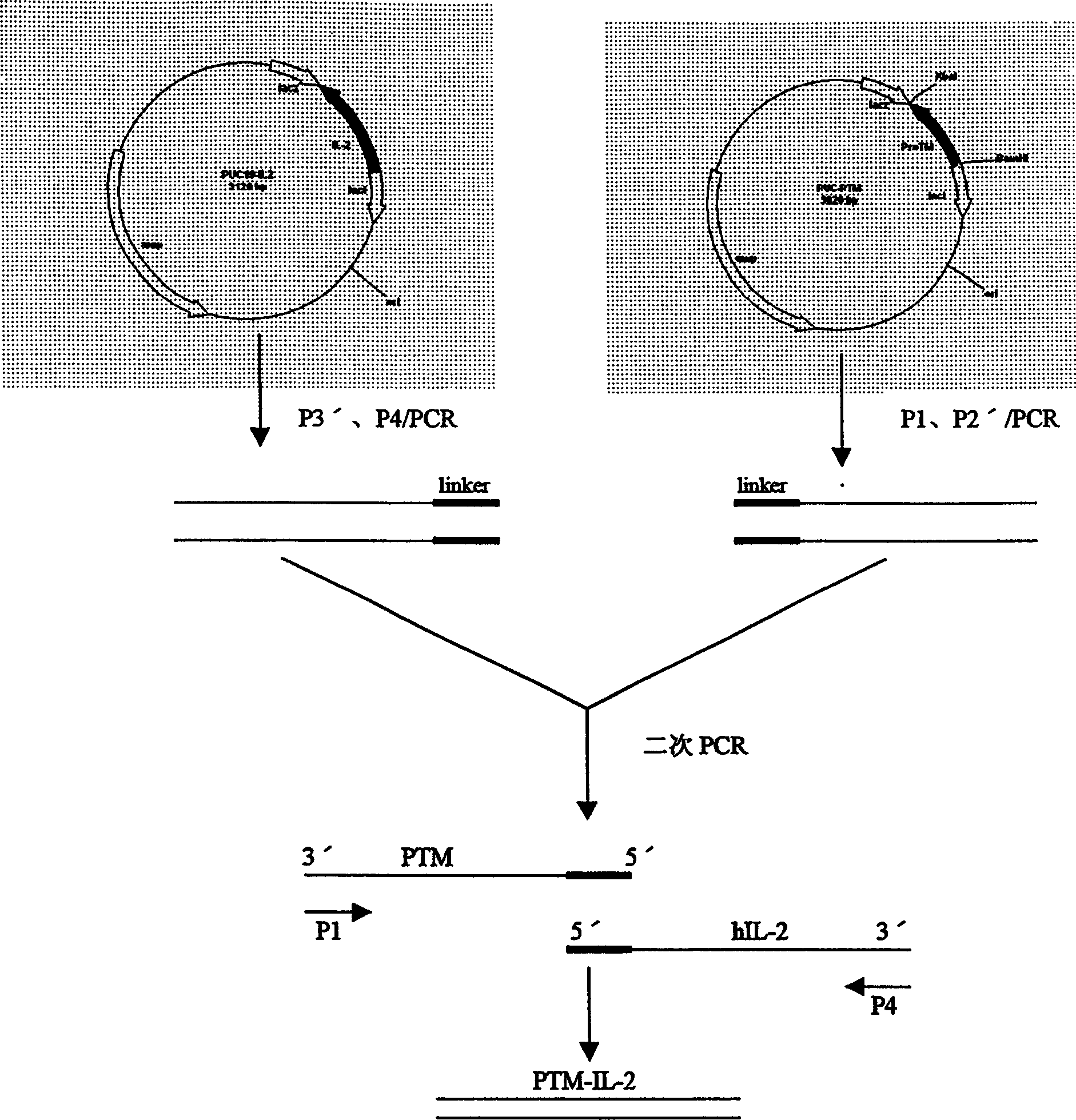 Recombinant human alpha-prothymosin interleukin 2 gene and its expression and use